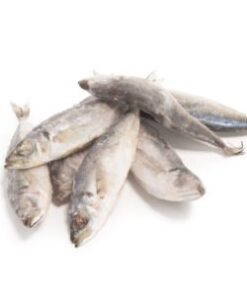 Big Horse Mackerel