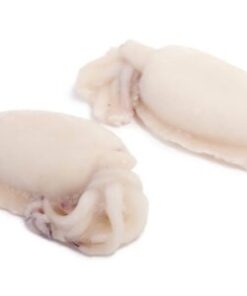 Clean Cuttlefish