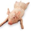 Frozen Piglet