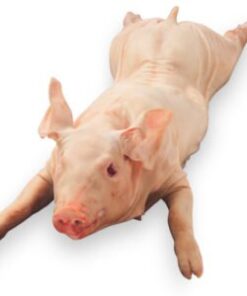Frozen Piglet