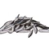 Frozen Small Sardine