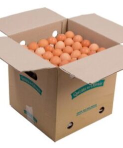 Fresh Eggs