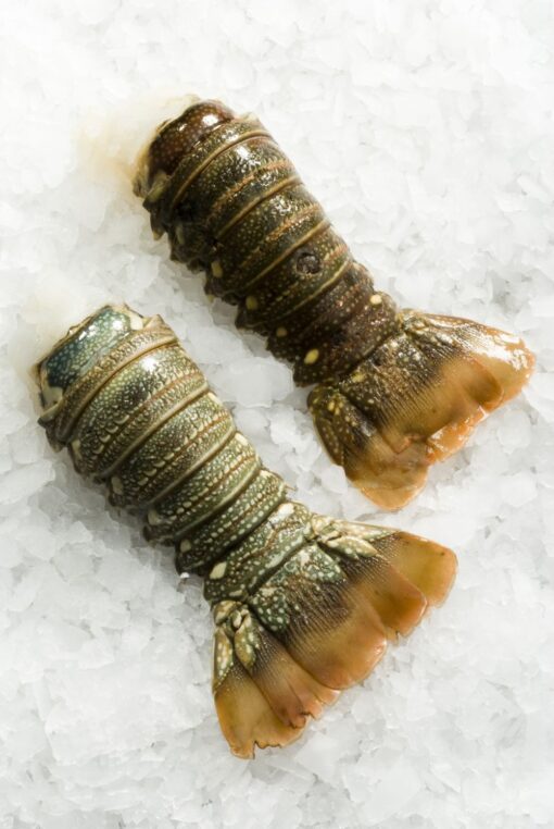 Lobster Tail - Image 2