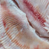 Skinless Raywings