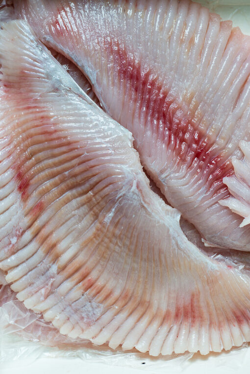 Skinless Raywings