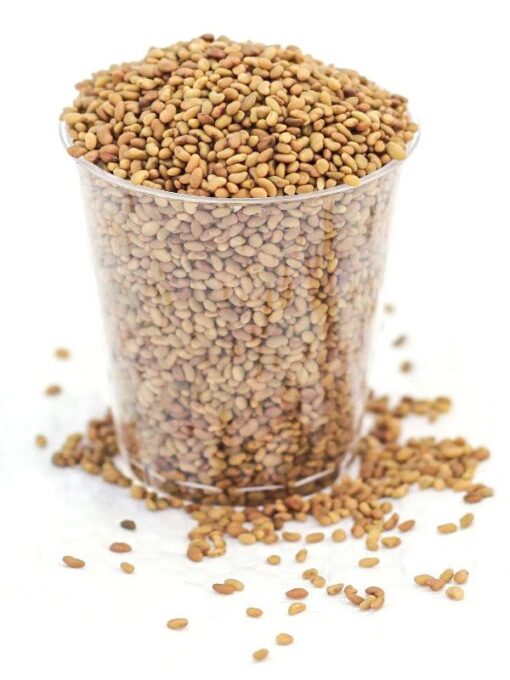 Organic Alfalfa Sprout Seeds - Image 2