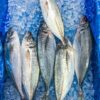 Small Horse Mackerel