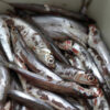 Wild Whole Anchovies