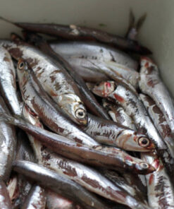 Wild Whole Anchovies