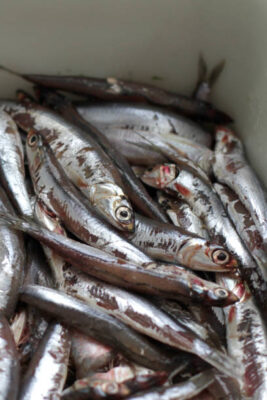 Wild Whole Anchovies