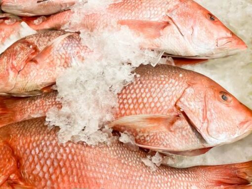 Whole Frozen Red Snapper - Image 2