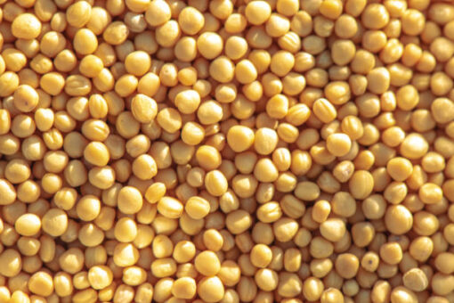 Organic Yellow Mustard Seeds - Image 2