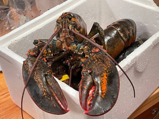 Whole Lobster