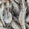 Vannamei Shrimp