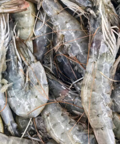 Vannamei Shrimp