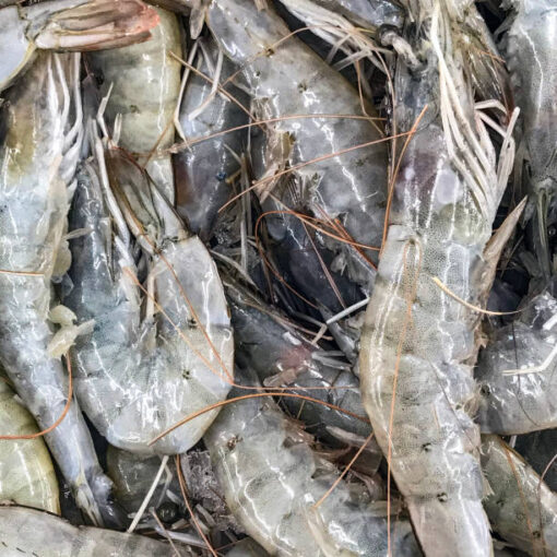 Vannamei Shrimp