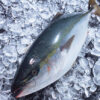 Whole Frozen Tuna