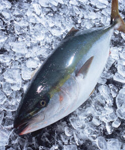 Whole Frozen Tuna