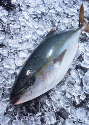 Whole Frozen Tuna