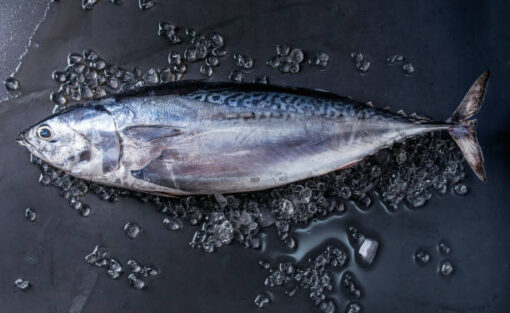 Whole Frozen Tuna - Image 2