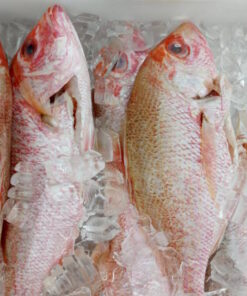 Whole Frozen Red Snapper