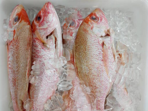 Whole Frozen Red Snapper