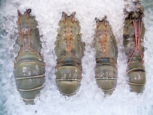 Whole Lobster - Image 2