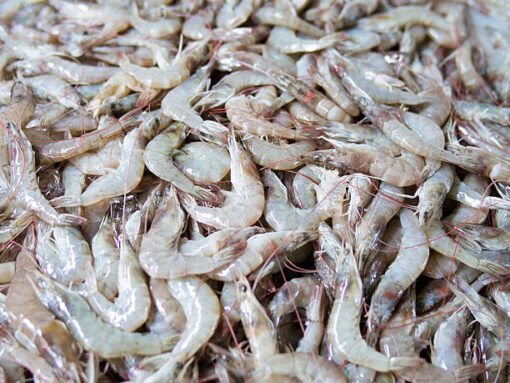 Vannamei Shrimp - Image 2