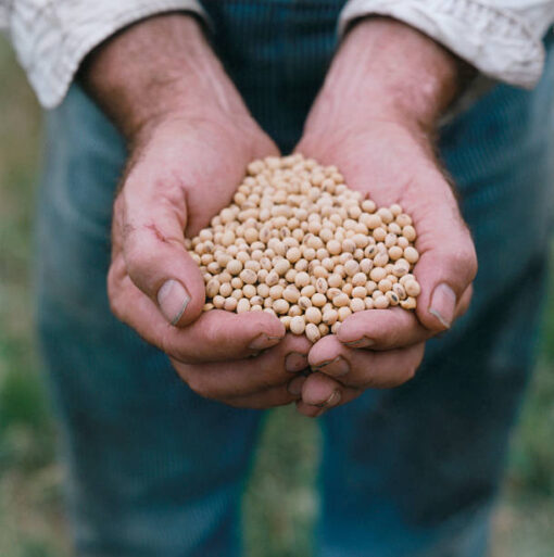 Organic Soya Beans - Image 2