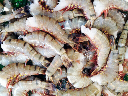 Raw Headless Prawns - Image 2