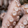 Squid Tentacles