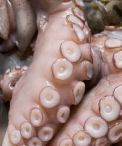 Squid Tentacles