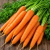 Fresh Carrots - Fresh carrots for wholesale supply by TG-Trading B.V.