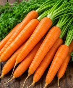 Fresh Carrots - Fresh carrots for wholesale supply by TG-Trading B.V.