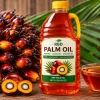 RBD Palm Oil - RBD palm oil for wholesale supply by TG-Trading B.V.