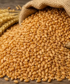 Feed Wheat - Feed wheat grain for wholesale animal-feed supply by TG-Trading B.V.